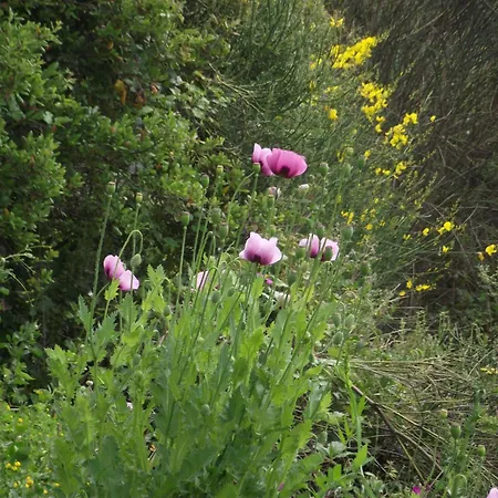 Et Campagne *